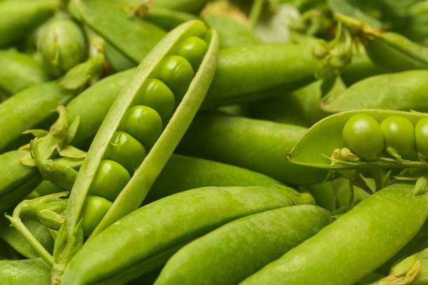 Fresh Snow Peas